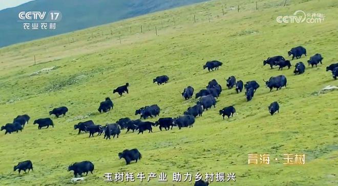 青海玉树：以生态致富、以品牌突围！“玉树模式”走出牦牛养殖(图2)