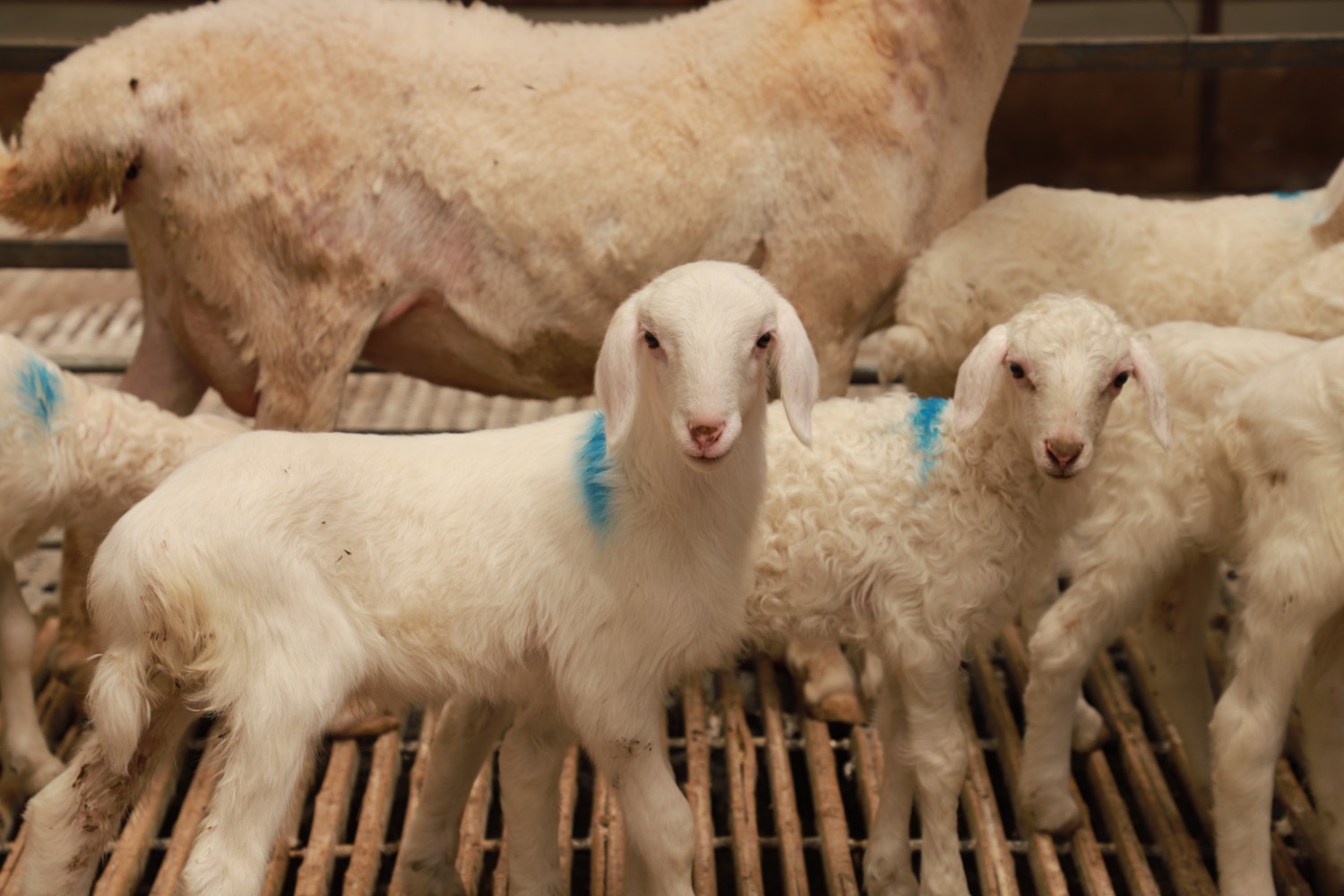 【财经分析】山西怀仁做强羊产业：品牌化运作+数字化转型(图2)