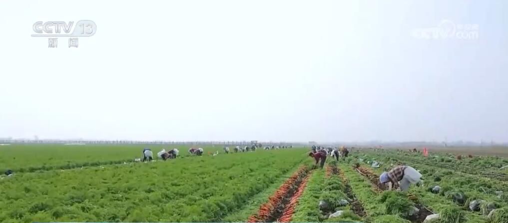 “种全国、卖全球” 小萝卜“变身”致富大产业 擦亮中国特色农业品牌(图5)