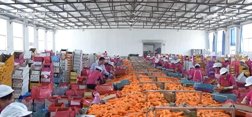 “种全国、卖全球” 小萝卜“变身”致富大产业 擦亮中国特色农业品牌(图9)