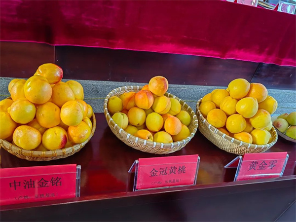 南明区永乐乡：桃产业园初挂果 果香四溢产业旺(图3)