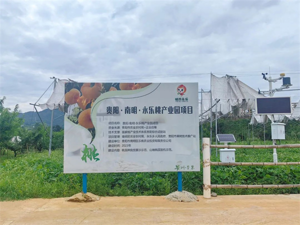 南明区永乐乡：桃产业园初挂果 果香四溢产业旺(图2)